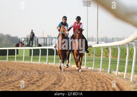 Snapper Sinclair exercises in preparation for the Godolphin Mile at ...