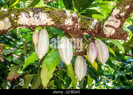 COCOA PODS, EL SENDERO DEL CACAO PLANTATION, HACIENDA LA ESMERALDA LAS PAJAS, SAN FRANCISCO DE MACORIS, DOMINICAN REPUBLIC Stock Photo