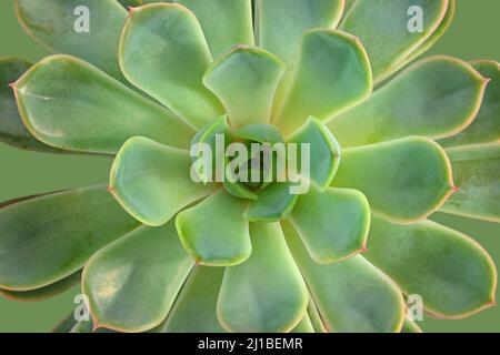 Succulent. Succulent plant with fresh green fleshy leaves to retain water. Greenhouse and garden, desert plant. Hen and chicks plant, Sempervivum. Stock Photo
