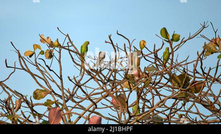 A couple of rose-ringed parakeets perched on a tree Stock Photo