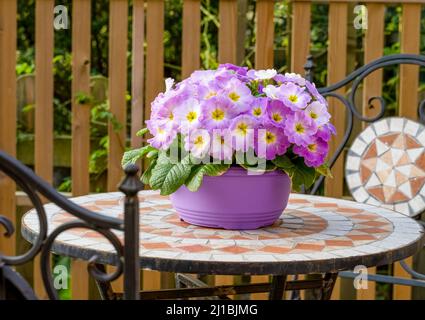 A large pink pot full of beautiful pink Polyanthus (Primula) flowers on a mosaic inlaid wrought iron table Stock Photo