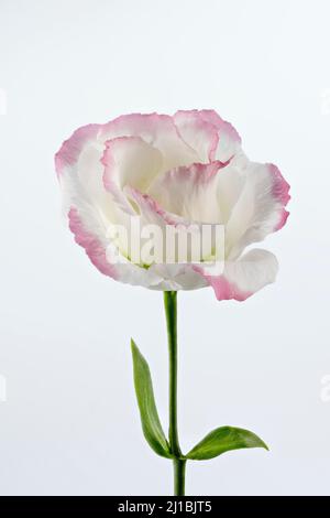 A beautiful pink edged, white Lisianthus flower photographed against a plain white background Stock Photo