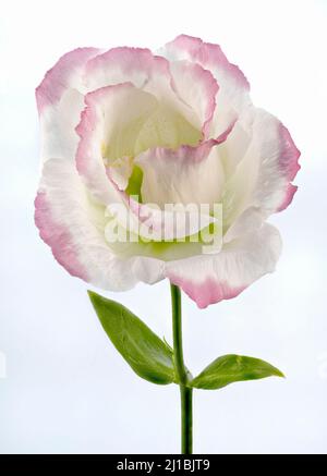 A beautiful pink edged, white Lisianthus flower photographed against a plain white background Stock Photo