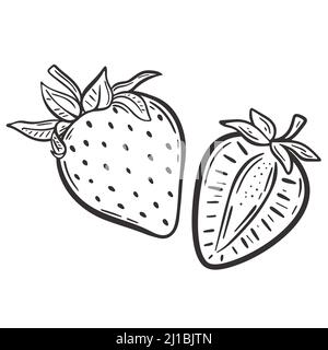 Strawberry whole and half sketch vector illustration Stock Vector