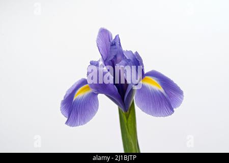 Gorgeous Purple Iris, also known as a Purple Flag, photographed against a plain white background Stock Photo
