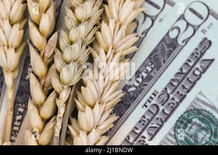 Wheat and US Dollar paper currency bills or notes. Theme shortage of wheat cereal grain during Russia-Ukraine war. Macro close-up Stock Photo