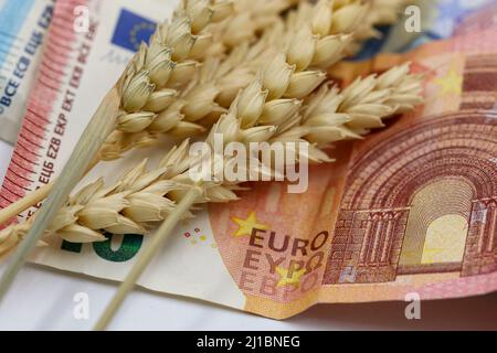 Wheat and Euro banknotes paper money currency. Theme shortage of wheat cereal grain during Russia-Ukraine war. Macro close-up Stock Photo