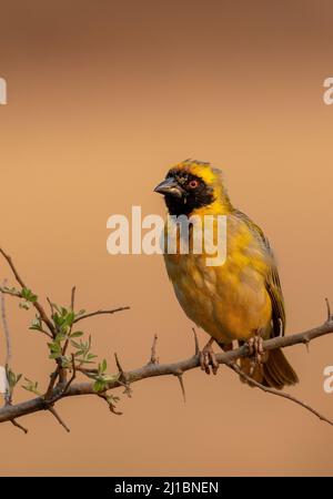 Male Southern Masked Weaver in breeding plumage, Kruger National Park Stock Photo