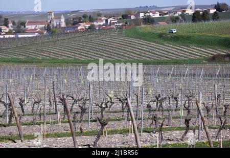 Cognac. 23rd Mar, 2022. Photo taken on March 23, 2022 shows a general view of the vineyard at Remy Martin house in Cognac, southwestern France. Cognac/eau-de-vie de cognac/eau-de-vie des charentes is listed in the China-EU agreement on geographical indications. Credit: Gao Jing/Xinhua/Alamy Live News Stock Photo