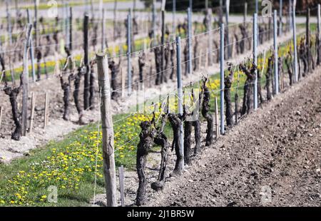 Cognac. 23rd Mar, 2022. Photo taken on March 23, 2022 shows a general view of the vineyard at Remy Martin house in Cognac, southwestern France. Cognac/eau-de-vie de cognac/eau-de-vie des charentes is listed in the China-EU agreement on geographical indications. Credit: Gao Jing/Xinhua/Alamy Live News Stock Photo