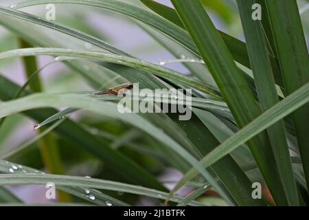 Northern gray tree frog (Hyla versicolor) transformation from tadpole to frog Stock Photo