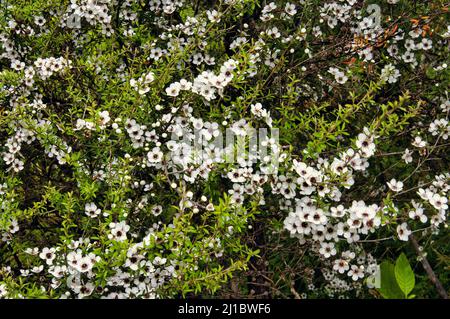 Blooming Manuka or tea tree (Leptospermum scoparium), endemic to New Zealand. Stock Photo