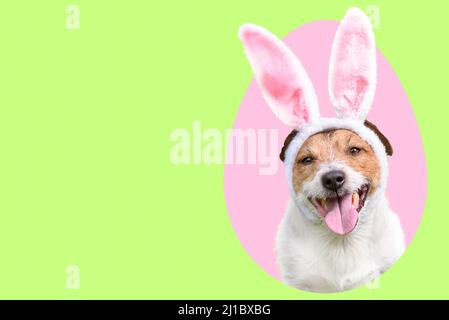 Dog as Easter bunny inside pink colored egg on green background Stock Photo