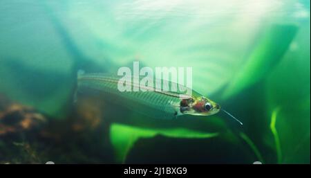 The ghost catfish can blend into almost any background. Shot of exotic fish in an aquarium. Stock Photo