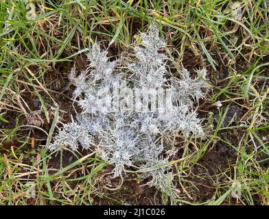 white thistle leaves covered with frost in green grass Stock Photo