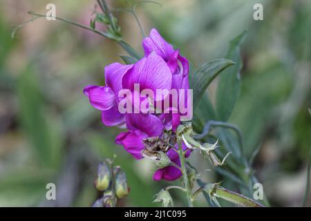 A shallow focus shot of broad-leaved sweet pea flowers and buds blooming in the garden with blurred background Stock Photo
