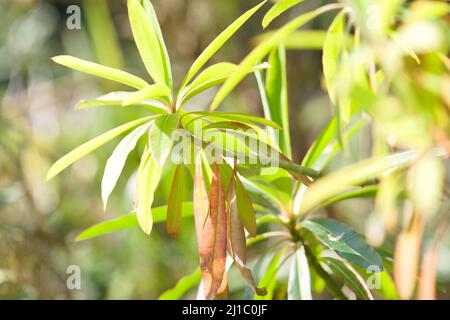 Close-up of sunlit leaves of a Canary Spurge plant / Euphorbia mellifera . Stock Photo