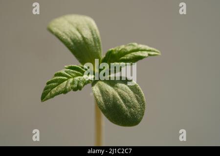 Cannabis sprout close up. Fresh young marijuana seedling. Growing plant on light background. Stock Photo