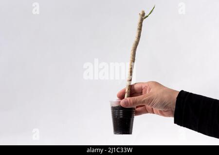 Woman hand holding rooted dracaena cutting in pot after renew on white background Stock Photo