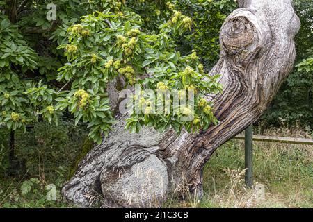 A gnarled 450 year old Spanish Chestnut tree (Castanea sativa) at Balmerino Abbey a 13th century Cistercian monastery at Balmerino, Fife, Scotland UK Stock Photo