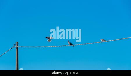Two pet pigeons sitting on the electric wire with a flying pigeon on telephone line on blue sky, graphic resource for banners, greeting cards Stock Photo