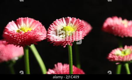close-up of pink bellis perennis with selective focus in the middle and against a black background Stock Photo