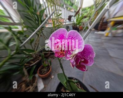 Purple orchids blooming, growing in pots that are placed on the veranda of the house, to decorate the room Stock Photo