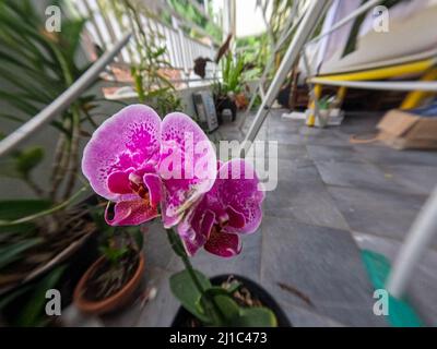 Purple orchids blooming, growing in pots that are placed on the veranda of the house, to decorate the room Stock Photo