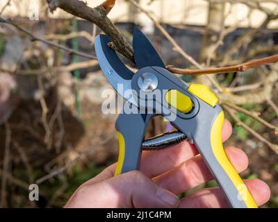 Tree pruning in the garden with scissors Stock Photo