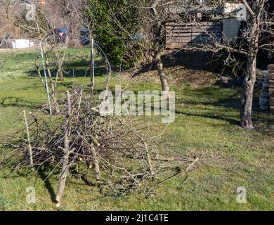 Pruning in the garden on the fruit trees Stock Photo