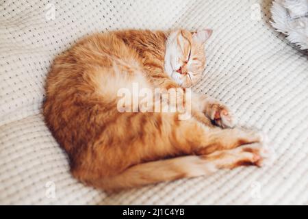 Ginger cat relaxing on couch on white blanket. Pet sleeping at home. Cute animal feeling cozy and comfortable napping Stock Photo