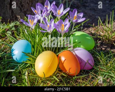 Crocuses with Easter eggs in the garden Stock Photo