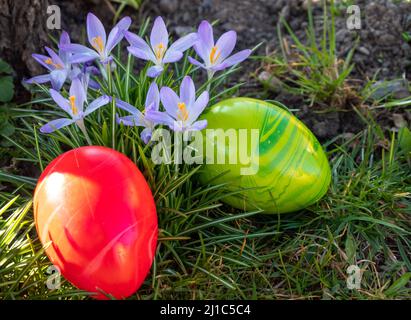 Crocuses with Easter eggs in spring Stock Photo