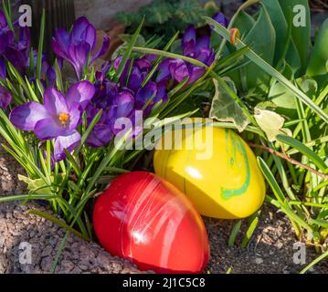 Crocuses with Easter eggs in the garden Stock Photo