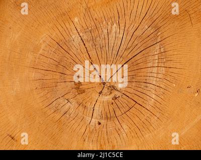 Cross section of tree rings of a tree Stock Photo