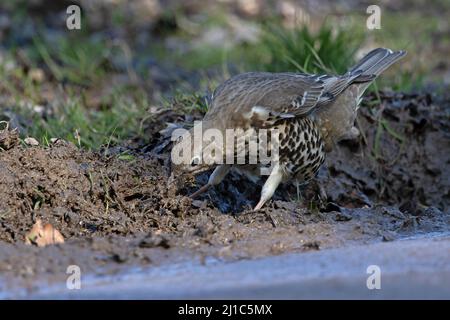 Mistle Thrush (Turdus viscivorus) collecting nesting material Norwich GB UK March 2022 Stock Photo