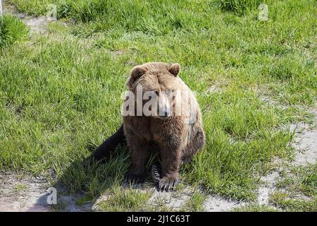 The portrait of a cute Alaskan Grizzly Bear sitting on a fresh grass ground Stock Photo