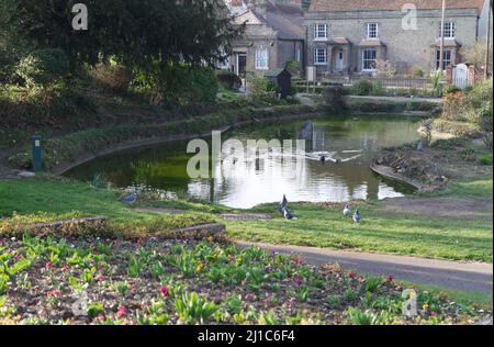 Halstead Public Gardens, Halstead, Essex. These gardens are in a formal Victorian style and include a pond Stock Photo