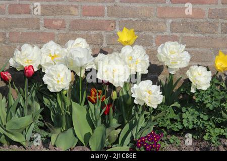 a row of big white peony tulips and different colored little tulips in a border in the garden in springtime closeup Stock Photo