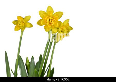 Yellow Narcissus Clamineus spring flowers on white background Stock Photo