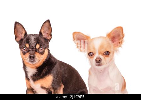 Two black and white chihuahua dogs isolated on a white background. Pets, dogs. Stock Photo
