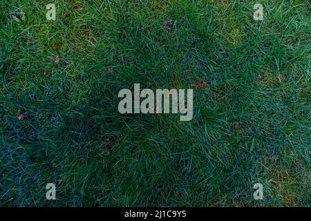 A grass texture of darker and lighter shades of green with moss infecting small areas of the grass. Stock Photo
