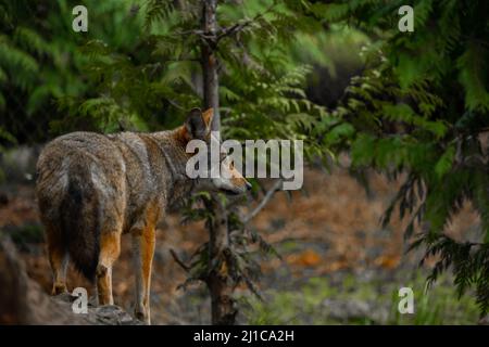 Whether it's an eerie howl in the night, a playful pup by your feet, or the regal alpha gazing off in the distance, wolves are some of nature's most c Stock Photo