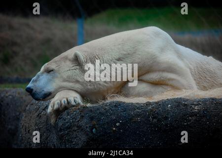 A polar bear sleeps on a rock at the zoo. The polar bears' head rests on their right foot as their head dangles over the edge of a massive rock. Stock Photo