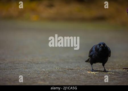 The crow stands on the cement with brown in the background, blurred to focus on just the crow. Stock Photo