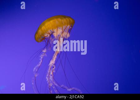 A beautiful Jellyfish located at the zoo in Tacoma Washington.