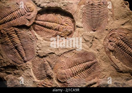 fossil trilobite imprint in the sediment. Stock Photo