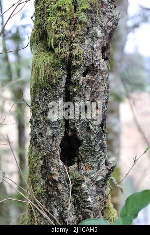 A tree with a large hold in it, a line extends upward from the hole leading to an abundance of moss growing off tree. Stock Photo