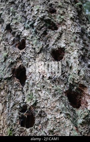 Deep holes in side of tree in pattern like a domino. Stock Photo