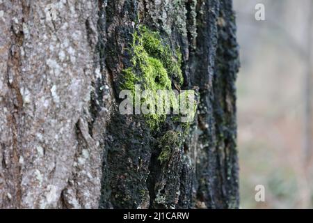 Moss on burn marked bark up close. Stock Photo